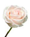 Pastella Rose
