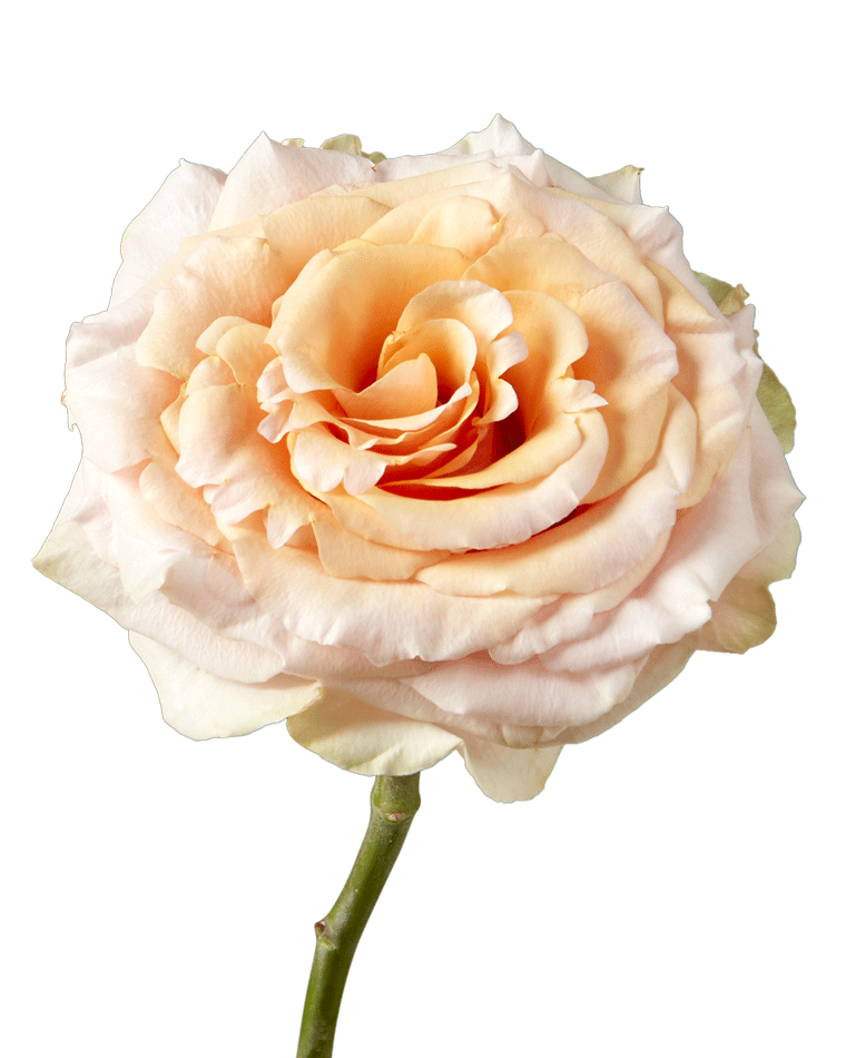 Pearl Finesse Garden Rose