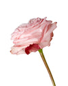 Pink O'Hara Garden Rose