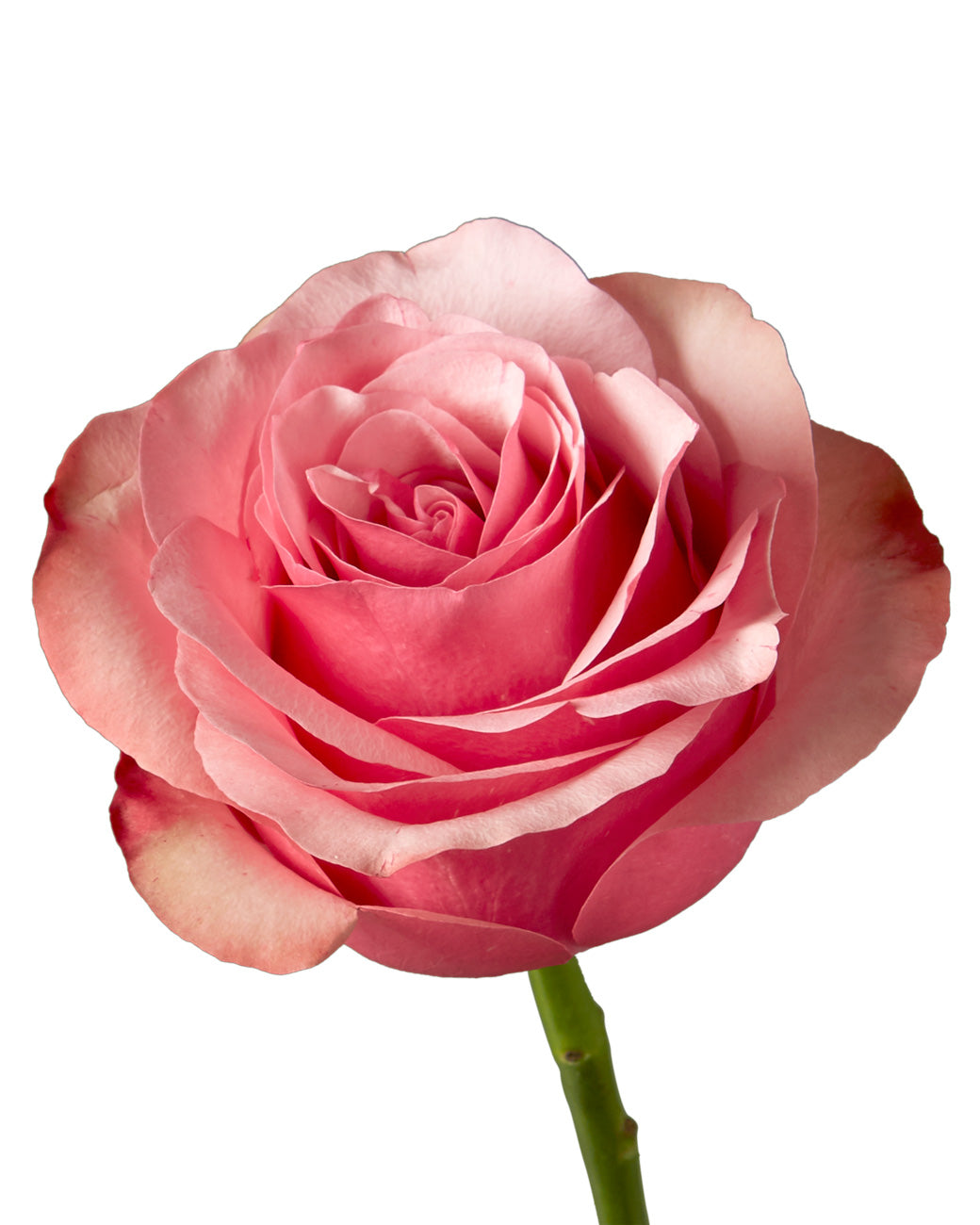 Pink Paloma Rose Valentine Day