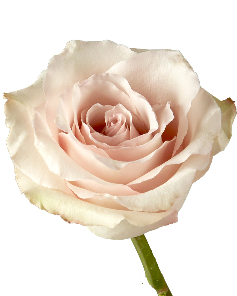 rose-quicksand-cream-sand-