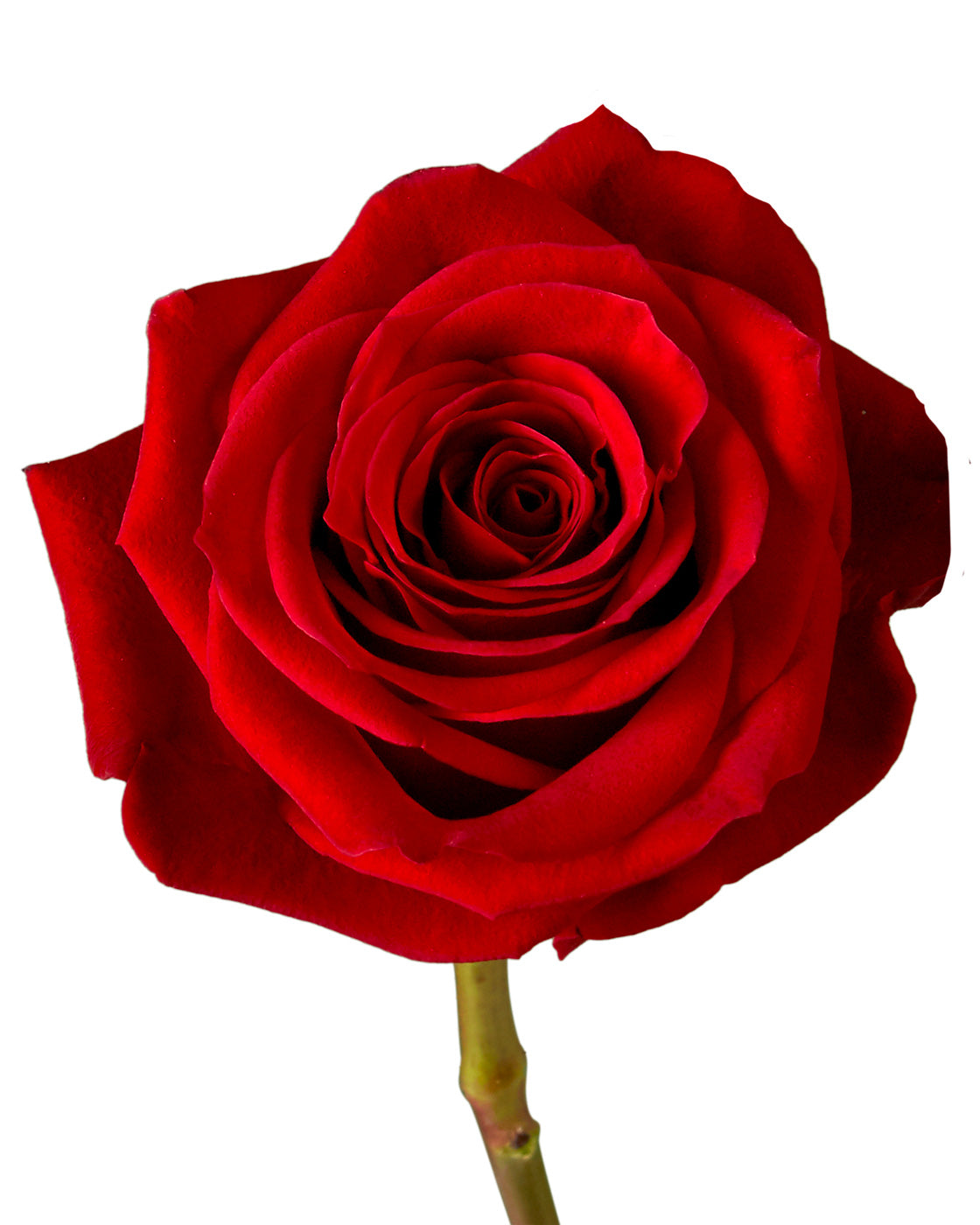 Scarlatta Rose Valentine Day