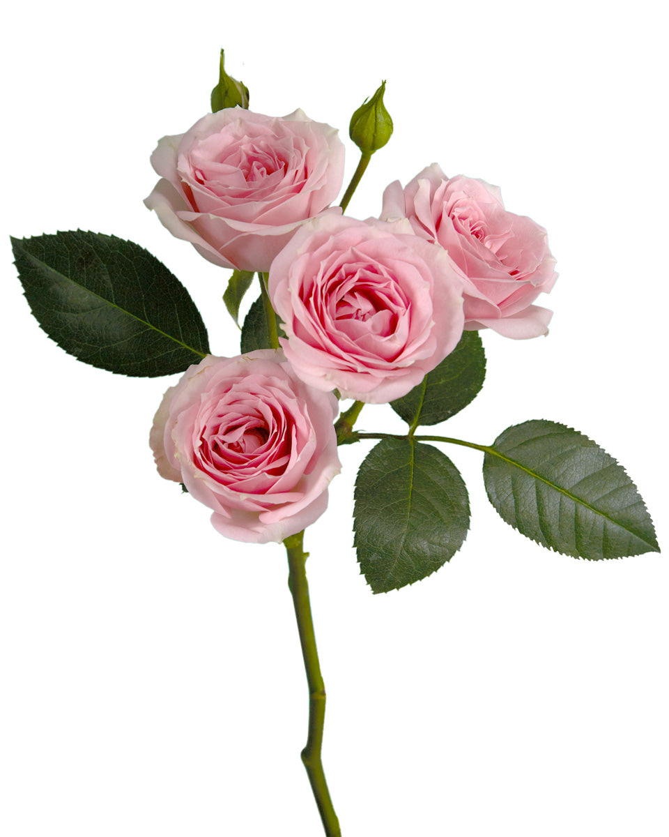 Pink Irishka Spray Rose