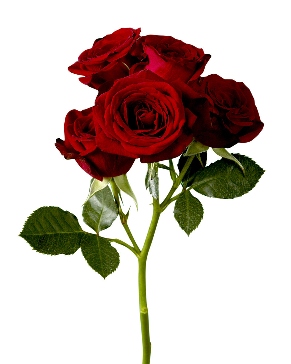 Red Rubicon Spray Rose