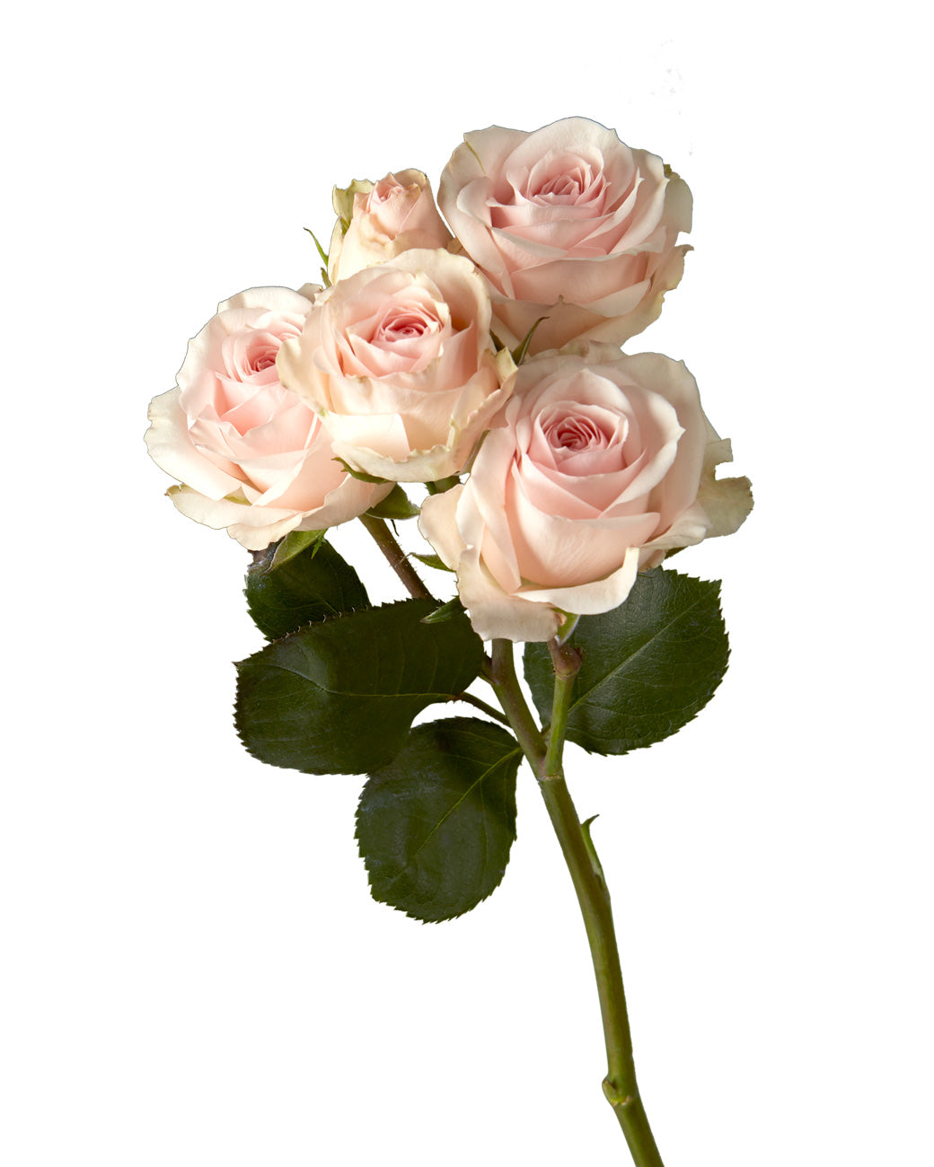 Tétine rose blush phosphorescente (1) – La Petite Tribu