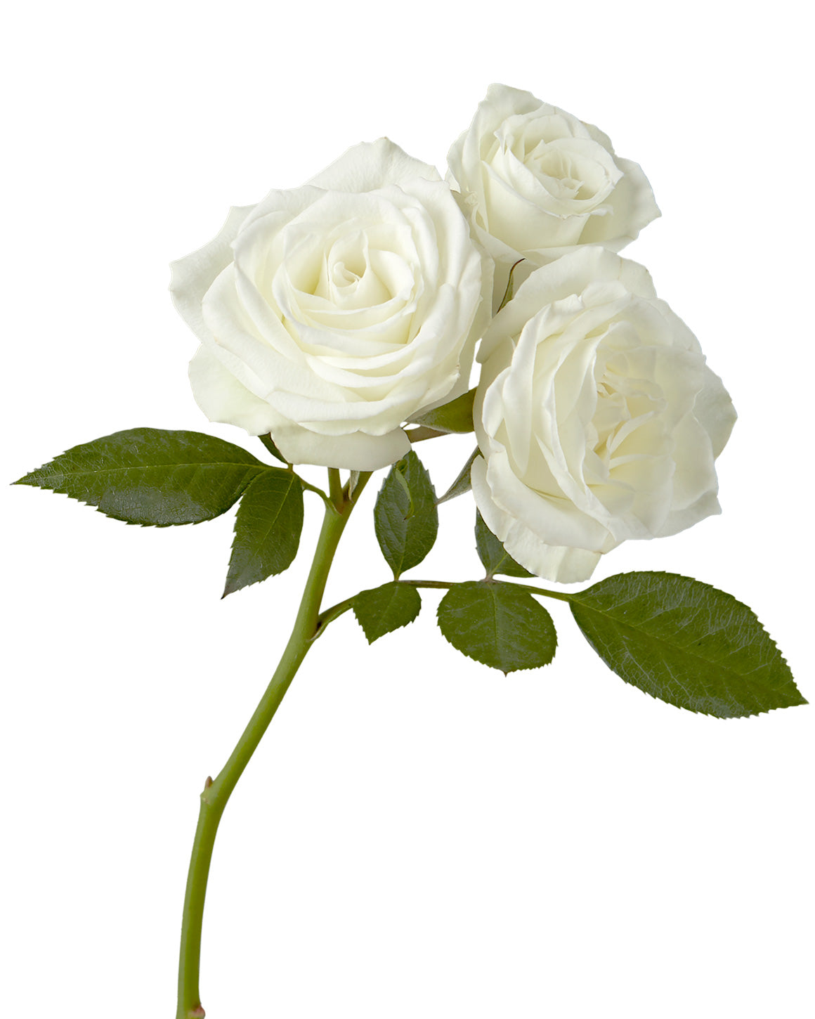 Bulk Spray Roses In Petaljet | Buy Spray Roses Wholesale