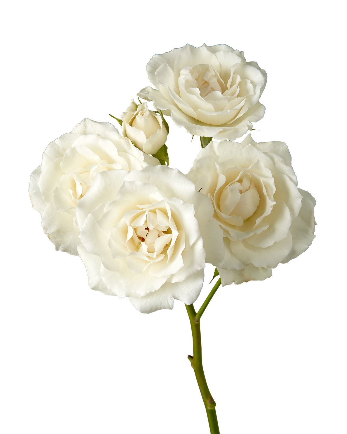 White Majolika Spray Rose