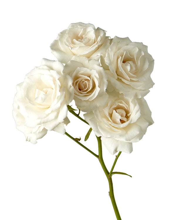 ROSE DE MARRAKECH ネロリバーム　35g×2　10g×1 marocMaroc Jardin Mille Roses Perfumed Water 200ml | VILASA