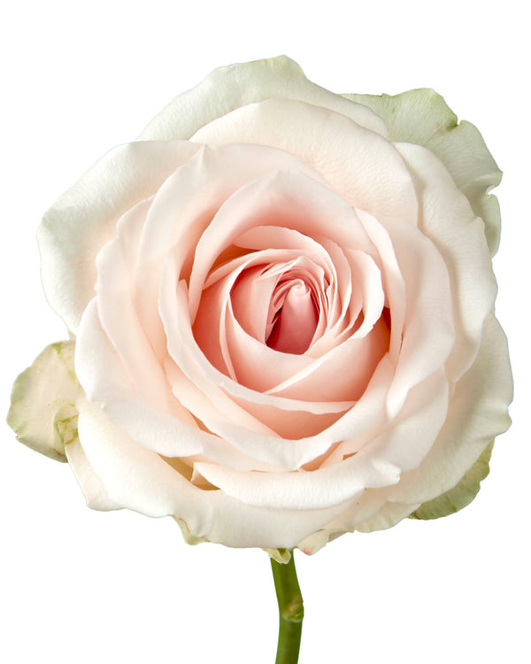 Suspiro Rose - Petaljet