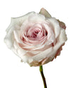 Sweet 4 Love Garden Rose