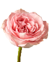 Sweet Elegance Rose