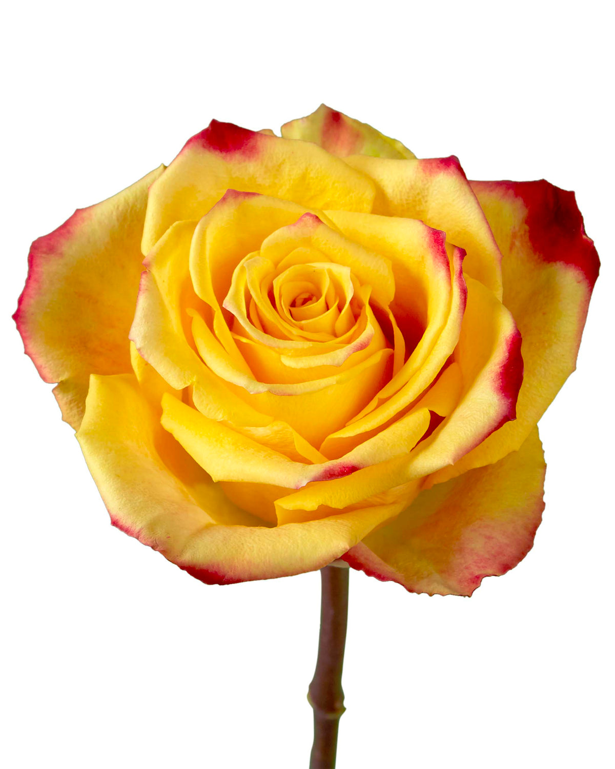 Tutti Frutti Rose