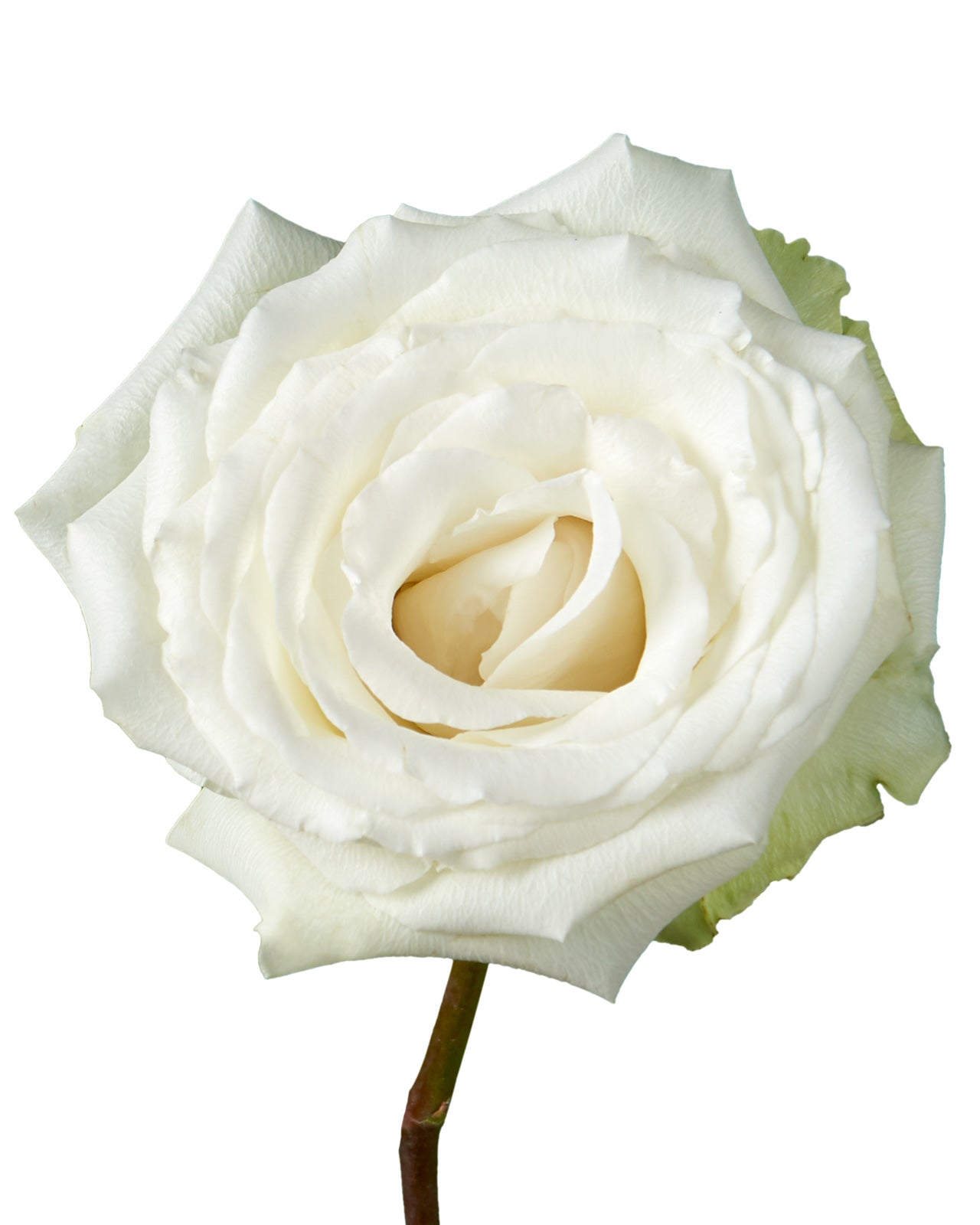 White Dove Rose