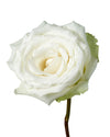 White Dove Rose
