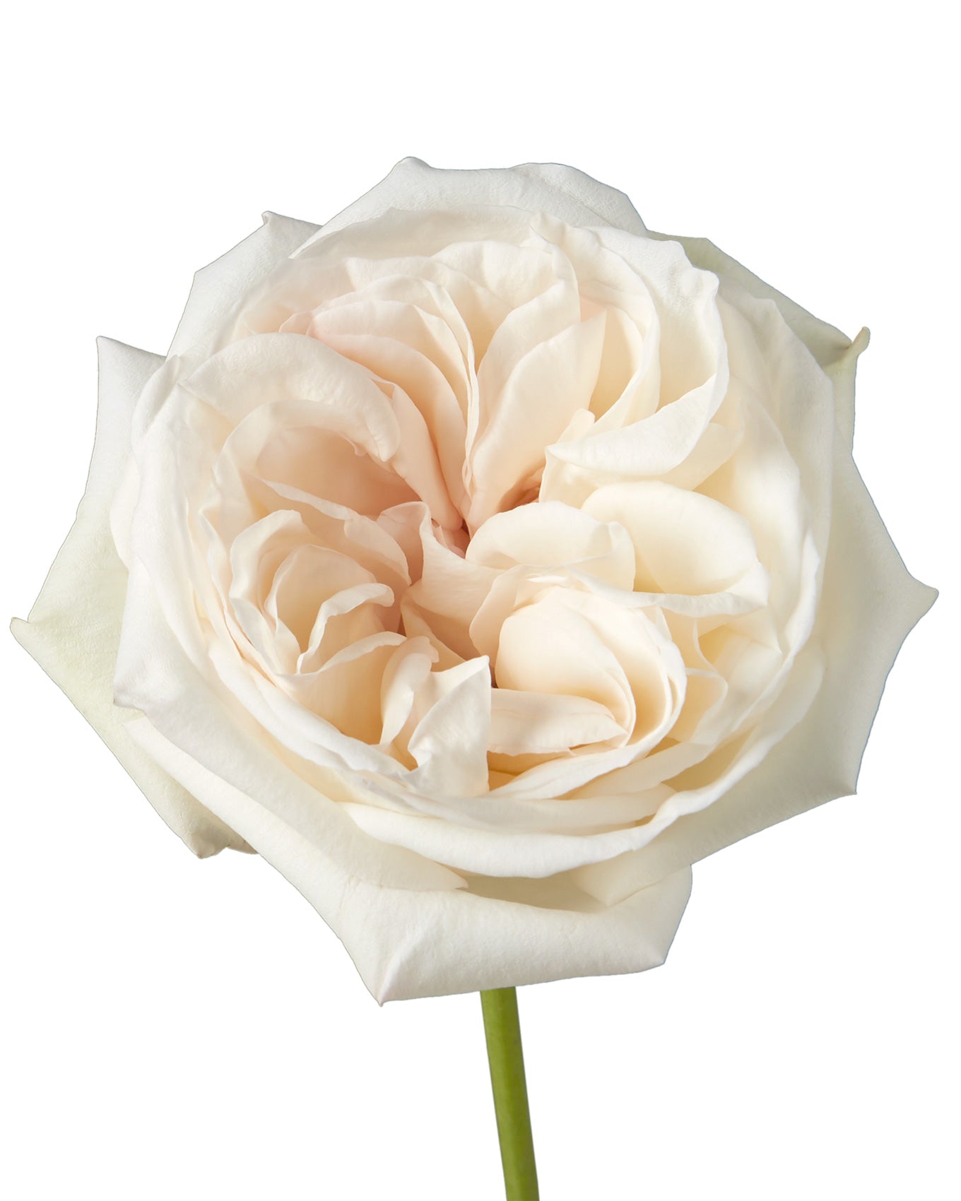 Fragrant O'Hara Garden Roses Bouquet