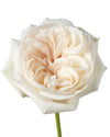 White O'Hara Garden Rose