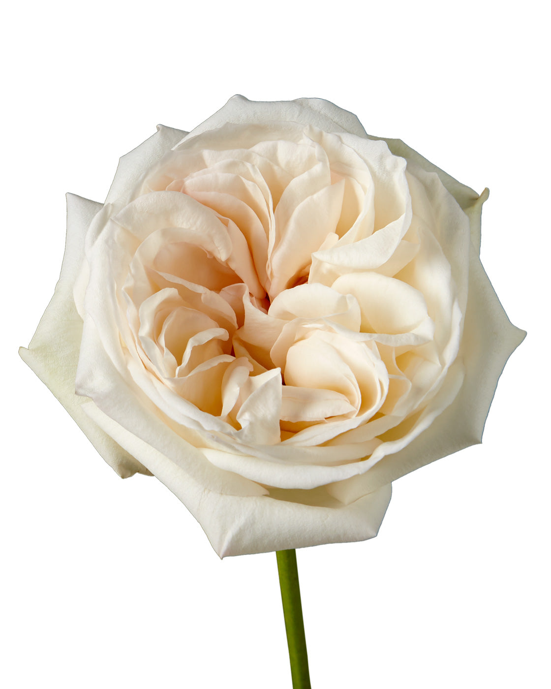 White O'hara Garden Rose Mother's Day