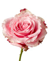 Wild Esperance Garden Rose