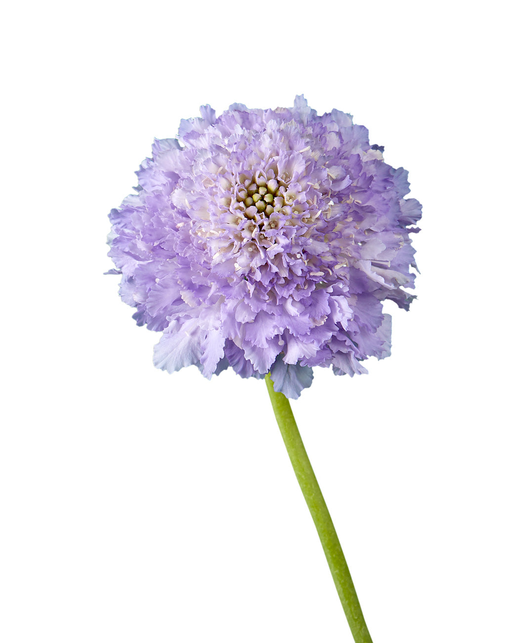 Lavender Scabiosa FOCAL Scoop